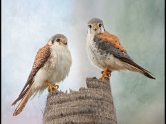 Lynda Haney-American Kestrels-Very Highly Commended.jpg